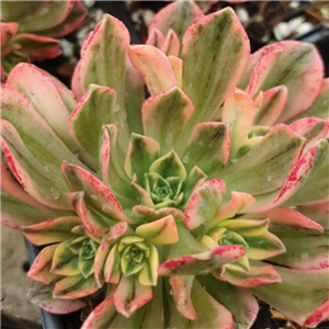 Aeonium 'Green Tea'